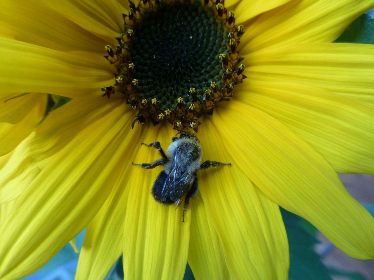 apple sunflower and spider